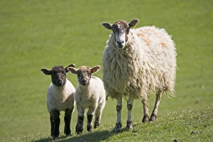 Images Dated 2nd May 2007: sheep - Masham ewe with young lambs on fresh pasture. Cotswolds - UK