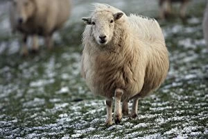 Sheep - mixture of Suffolk and Welch mountain breeds on snowy hillside