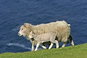 Lamb Prints: Sheep mother sheep and cute lamb strolling along cliff edge Hermaness Nature Reserve