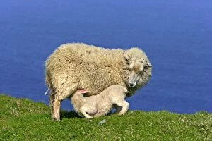 Sheep - mother suckling her young