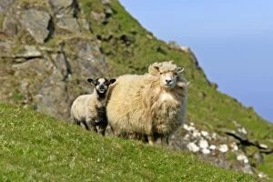 Sheep - mother and young standing in front of cliffs looking into the camera