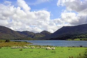 Sheep near a small lake in the Gap of Dunloe