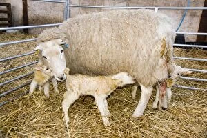 Images Dated 18th March 2012: Sheep - with newborn triplet lambs in lambing pen