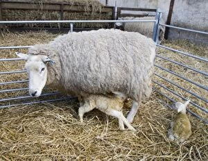 Images Dated 18th March 2012: Sheep - with newborn twin lambs in lambing pen