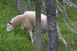 Images Dated 28th August 2011: Sheep - poking head through hole in fence to graze