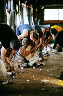 Farmer Gallery: Sheep shearing