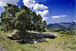 In Shade Prints: Sheep - sheltering in the shade of a tree Ronda Spain June