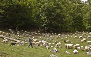 Images Dated 11th June 2012: Sheep - with shepherd and dogs
