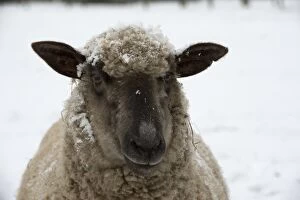 Images Dated 19th January 2013: SHEEP - Shropshire cross standing in snow