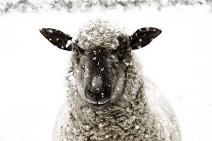 Images Dated 19th January 2013: SHEEP - Shropshire cross standing in snow