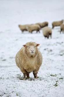 Images Dated 18th January 2013: Sheep in the Snow