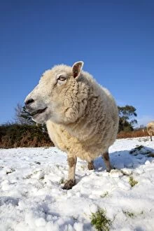 Images Dated 30th November 2010: Sheep - in the snow - Cornwall - UK