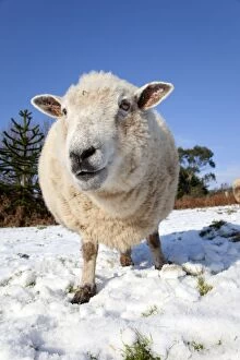 Images Dated 30th November 2010: Sheep in snow - Cornwall - UK