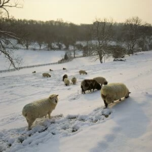 Images Dated 7th February 2014: Sheep - in snow covered field