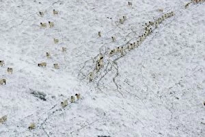 Sheep on a snow covered hill