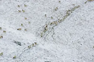 Following Prints: Sheep on a snow covered hill - South Downs - East Sussex - United Kingdom
