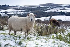 Images Dated 2nd March 2006: Sheep in Snow - Godolphin Hill beyond - Cornwall - UK