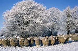 Sheep - in snow Scotland Combination of RTS-831 & RTS-832