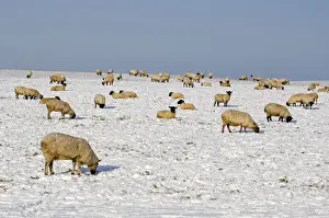 Sheep in the snow - South Downs - East Sussex - United Kingdom