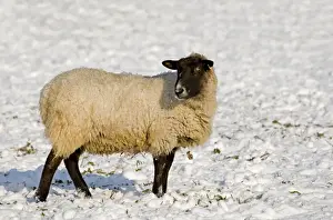 Sheep in the snow - South Downs - East Sussex - United Kingdom