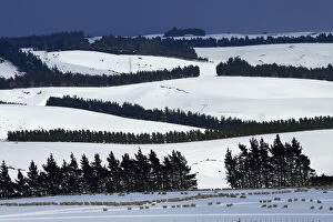 Approaching Gallery: Sheep, snowy farmland and windbreaks