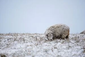 Sheep in Snowy Fields