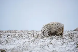 Sheep in Snowy Fields - South Downs - East Sussex - United Kingdom