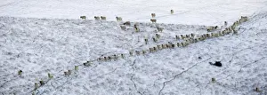 Following Prints: Sheep on a Snowy Hill - East Sussex - South Downs - United Kingdom