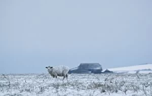 Sheep - standing in a snowy field