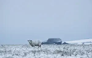 Sheep - standing in a snowy field - South Downs - East Sussex - United Kingdom