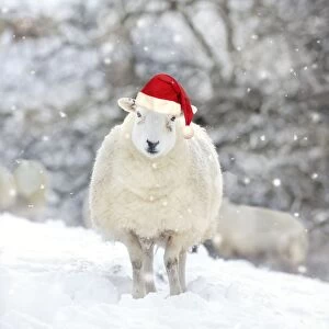 Sheep - Texel ewe in snow wearing Christmas hat