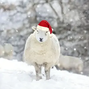 Breed Prints: SHEEP - Texel ewe in snow wearing Christmas hat Digital Manipulation: Added snow - cleaned up background - Hat JD
