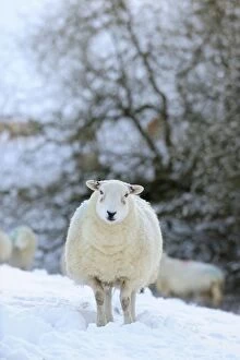 Images Dated 2nd January 2010: SHEEP. Texel ewes in snow