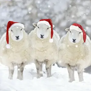 SHEEP - Texel ewes in snow wearing Christmas hats Digital Manipulation: Added shepp left & right - more snow - hats JD