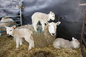 Images Dated 18th March 2012: Sheep - with triplet lambs in lambing pen