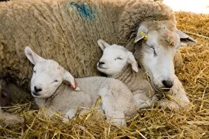Images Dated 18th March 2012: Sheep - with twin lambs in lambing pen