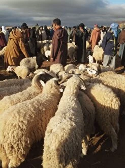 Images Dated 24th January 2009: Sheep - waiting for a buyer at the Saturday souk