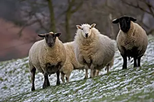 Wales Prints: Sheep -Wales, UK- Mixture of Suffolk and Welch mountain breeds on snowy hillside