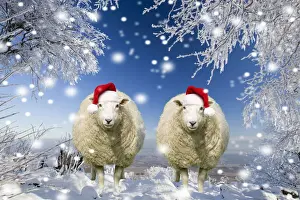 Scenes Prints: Two sheep wearing Christmas hats under trees covered in snow and frost