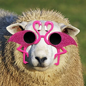 Sheep, wearing flamingo glasses