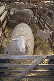 Images Dated 19th March 2013: Sheep in winter stall with lambs