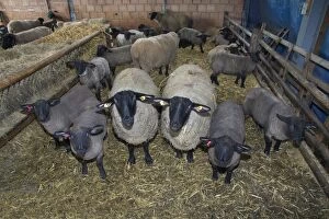 Bred Gallery: Sheep in winter stall with lambs