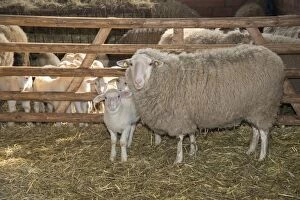 Images Dated 19th March 2013: Sheep in winter stall with lambs