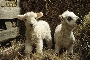 In Pen Prints: Sheep - x2 lamds