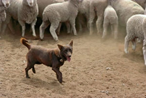 Working Collection: Sheepdog: Kelpie helping to muster sheep, New South Wales, Australia JPF24785