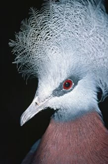 Sheepmakers Crowned / Southern Crowned PIGEON - Close up of head