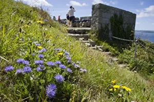 Sheep's-bit scabious - clump of flowers growing on grassy bank on the coast of Cornwall, England