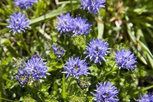 Images Dated 20th July 2008: Sheep's-bit scabious - in flower. Cornwall, UK