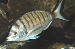 Bream Prints: Sheeps head / Sharp Snouted Sea Bream- Mediterranean