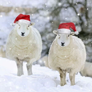 SHEEP.Texel ewes in snow wearing Christmas hats